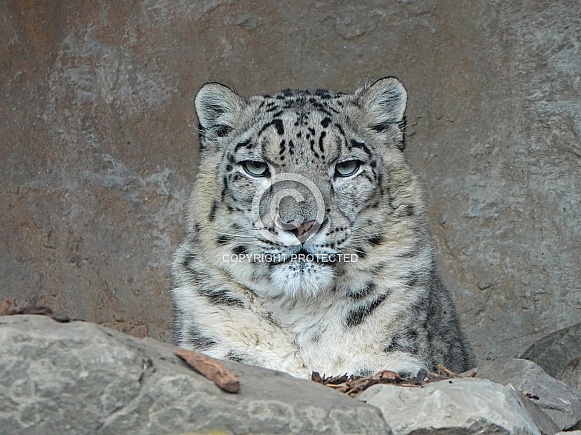 Snow Leopard