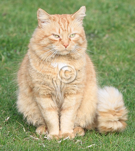 Ginger Pose Ginger Pose