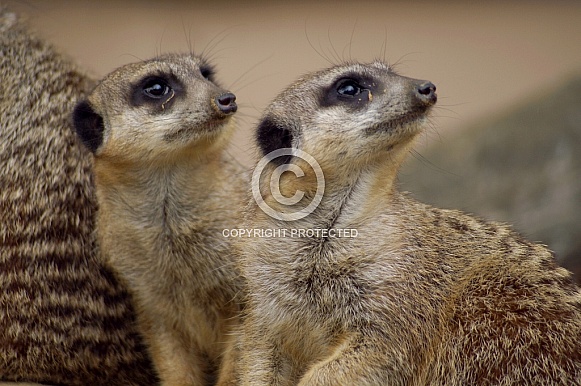 Meerkats
