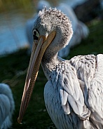 pink backed pelican