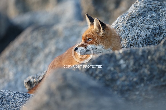 Red fox Red fox