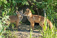Alaskan Red fox siblings playing