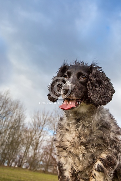 Springer Spaniel Springer Spaniel