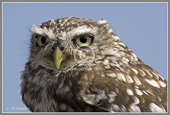 The little owl (Athene noctua)