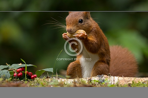 Red Squirrel