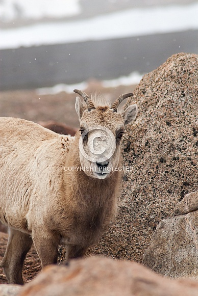 Dall Sheep