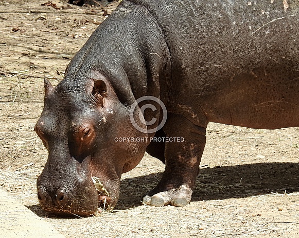 Hippopotamus