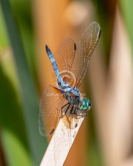 Blue Dasher Blue Dasher
