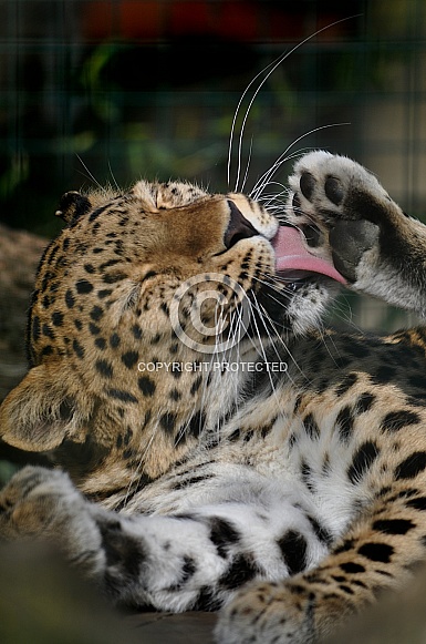 Amur leopard (Panthera pardus orientalis)