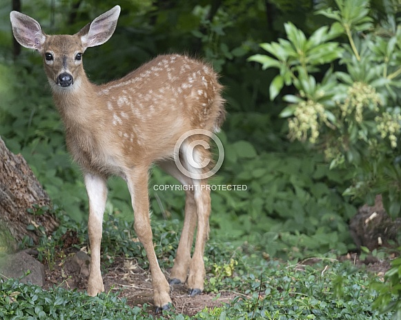 Baby Blacktail Deer Standing Looking at Camera