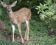 Baby Blacktail Deer Standing Looking at Camera