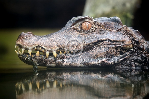 Dwarf Caiman (Paleosuchus palpebrosus)