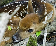 White tailed Deer