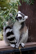 Ring-tail lemur