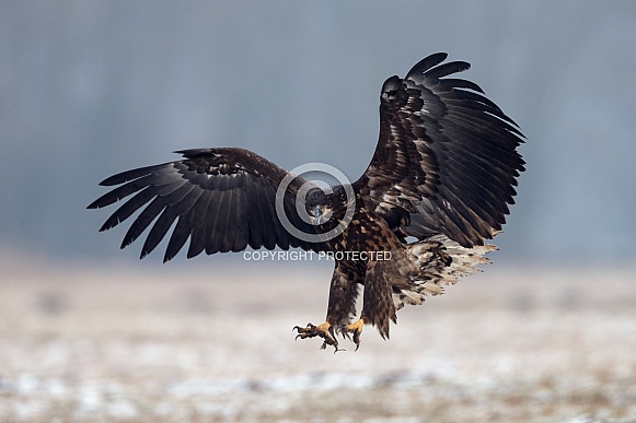 White tailed eagle or European Eagle