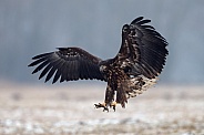 White tailed eagle or European Eagle