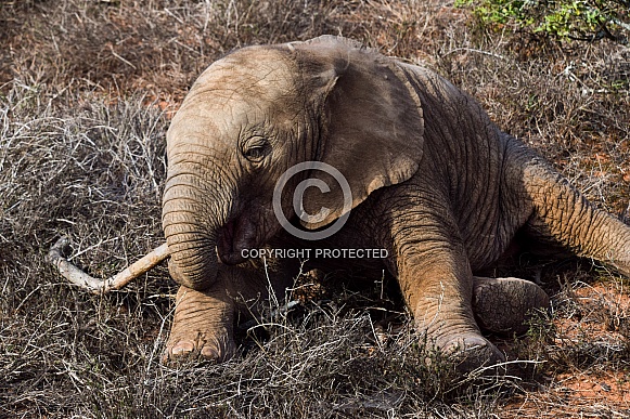 Baby African elephant