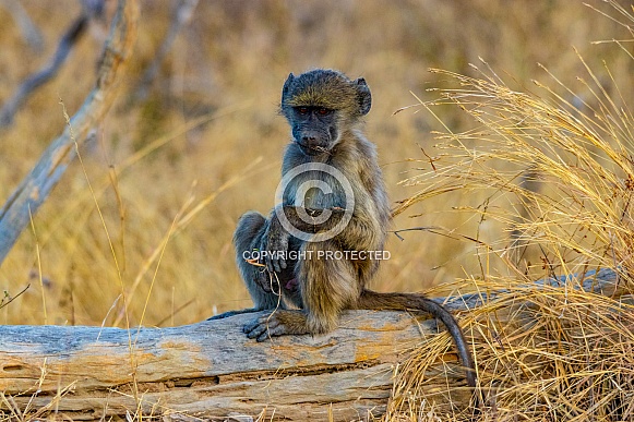 African Baboon
