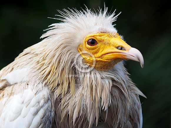 Egyptian Vulture (Neophron percnopterus)
