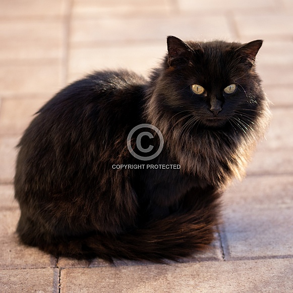 Longhaired Black Cat Backlit