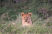 Young lion cub stalking through the grass