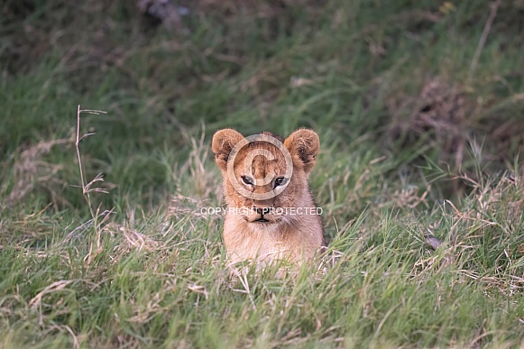 Young lion cub stalking through the grass Young lion cub stalking through the grass