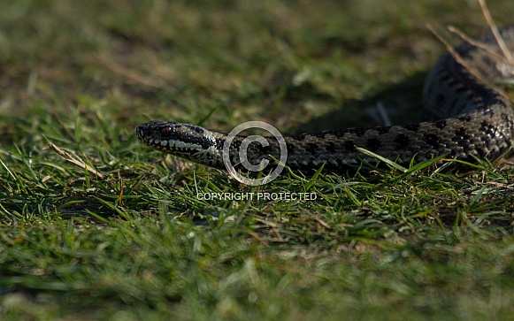 Adder
