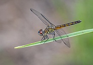 Blue Dasher Dragonfly