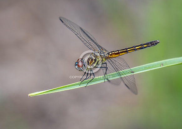 Blue Dasher Dragonfly