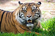 Sumatran Tiger