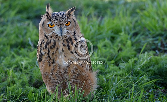 Eurasian Eagle Owl