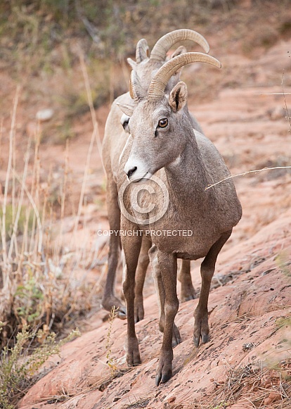 Ovis canadensis nelsoni, desert big horned sheep