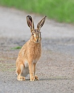 Brown Hare