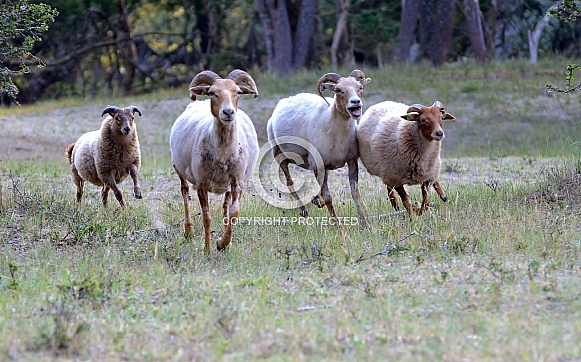 Sheep
