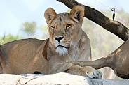 African Lion