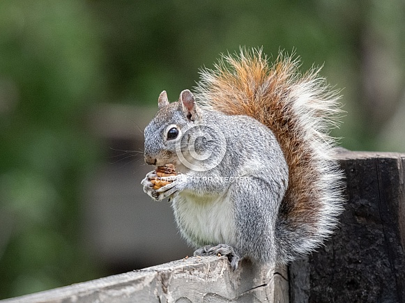 This Grey Squirrel looked to cute munching on his prize on a fence in Patagonia Arizona