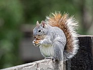 This Grey Squirrel looked to cute munching on his prize on a fence in Patagonia Arizona