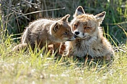 Red fox cubs