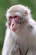 Japanese macaque (Macaca Fuscata)