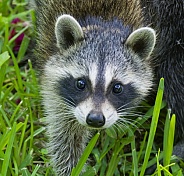 Raccoons