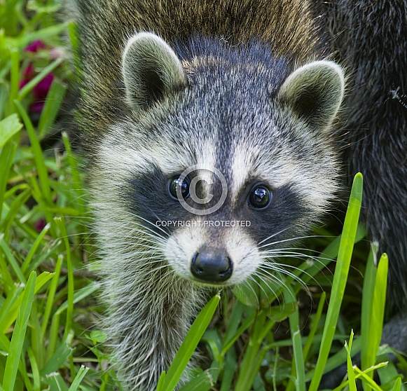 Raccoons