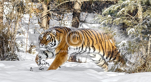 Siberian Tiger-Breaking Cover