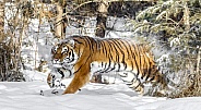 Siberian Tiger-Breaking Cover