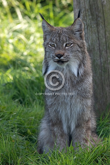 Canada Lynx Full Body Sitting Upright Canada Lynx Full Body Sitting Upright