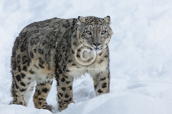 Snow Leopard Snow Leopard