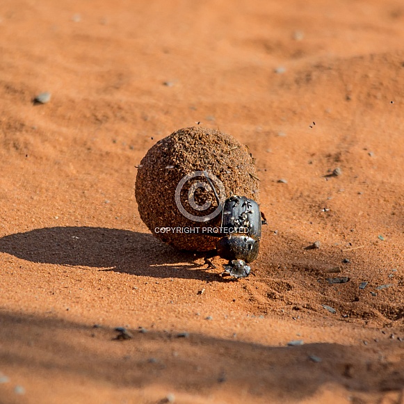 Green-grooved Dung Beetle