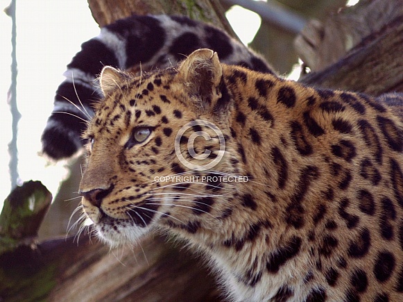 Leopard