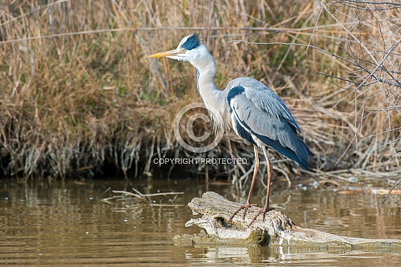Grey Heron Grey Heron