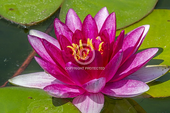 Water Lily Water Lily