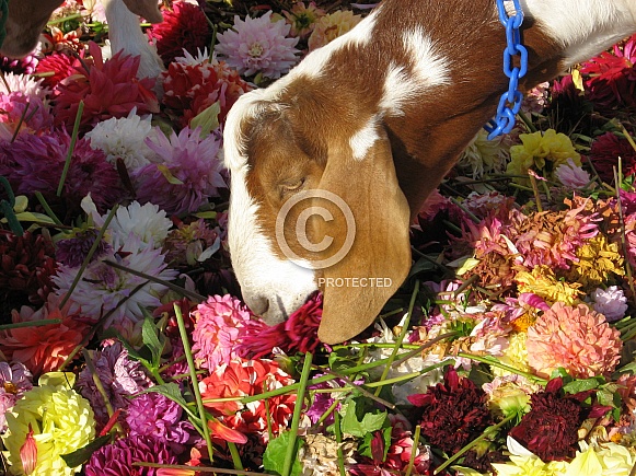 Boer goat